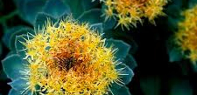 RHODIOLA e lo STRESS